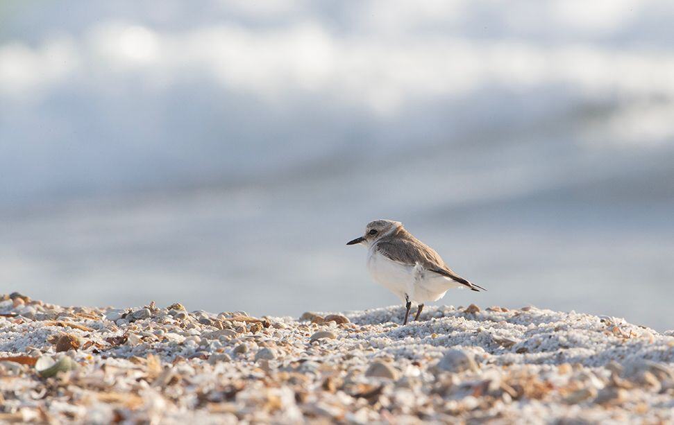 Le Gravelot, oiseau protégé du Sinis