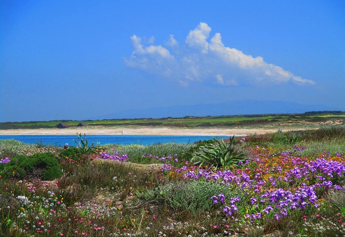 Printemps dans le Sinis