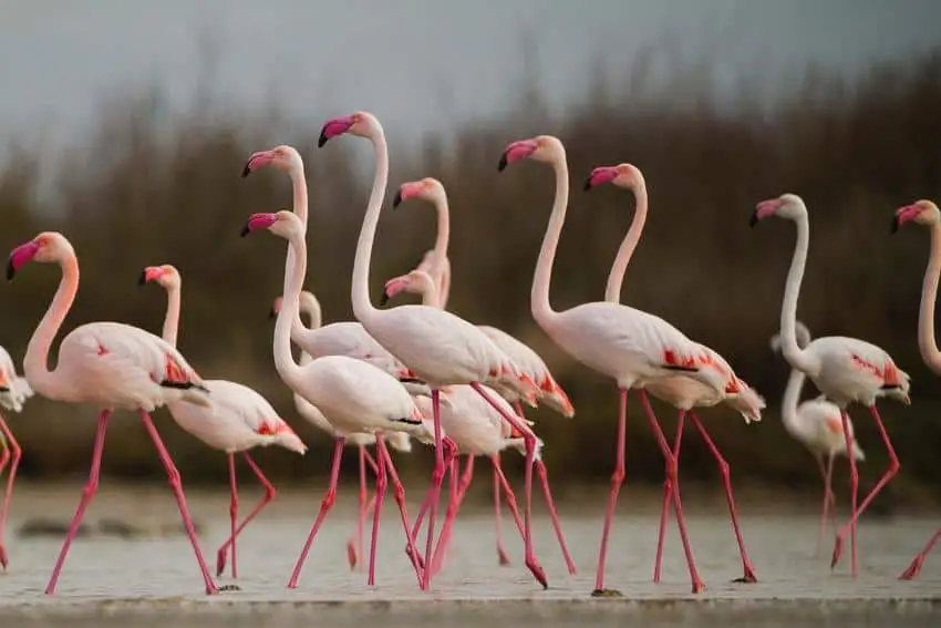 Fenicotteri rosa nelle zone umide del Sinis