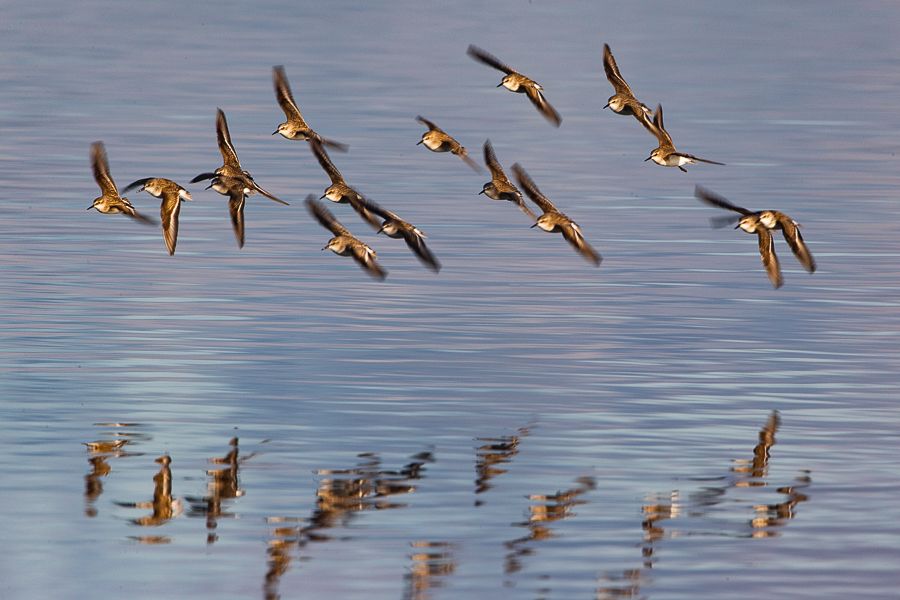Come partecipare al World Wetlands Day. Guida Completa