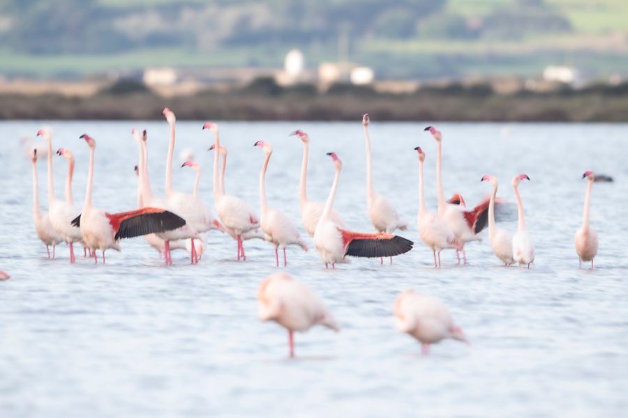 Giornata Ramsar 2026 in Sardegna. Eventi. Stagnintour