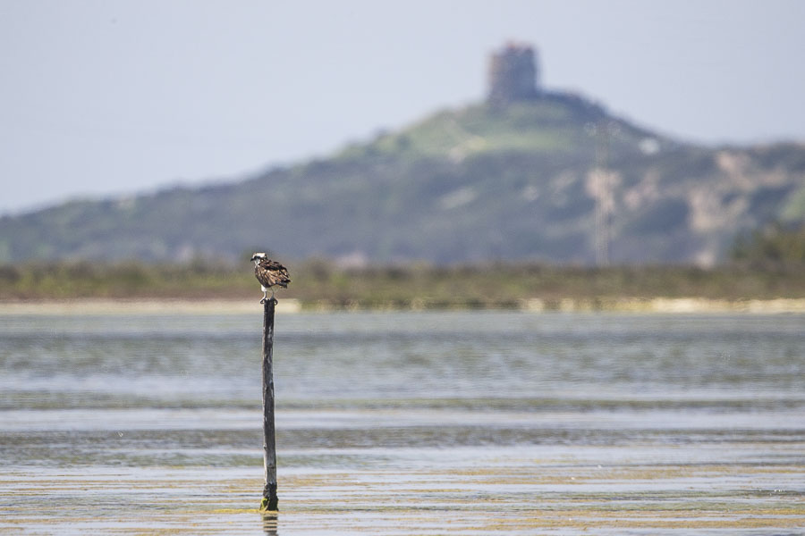Is arutas e spiagge del sinis, falco pescatore su un paletto nelle lagune del sinis con sfondo torre di san giovanni di sinis