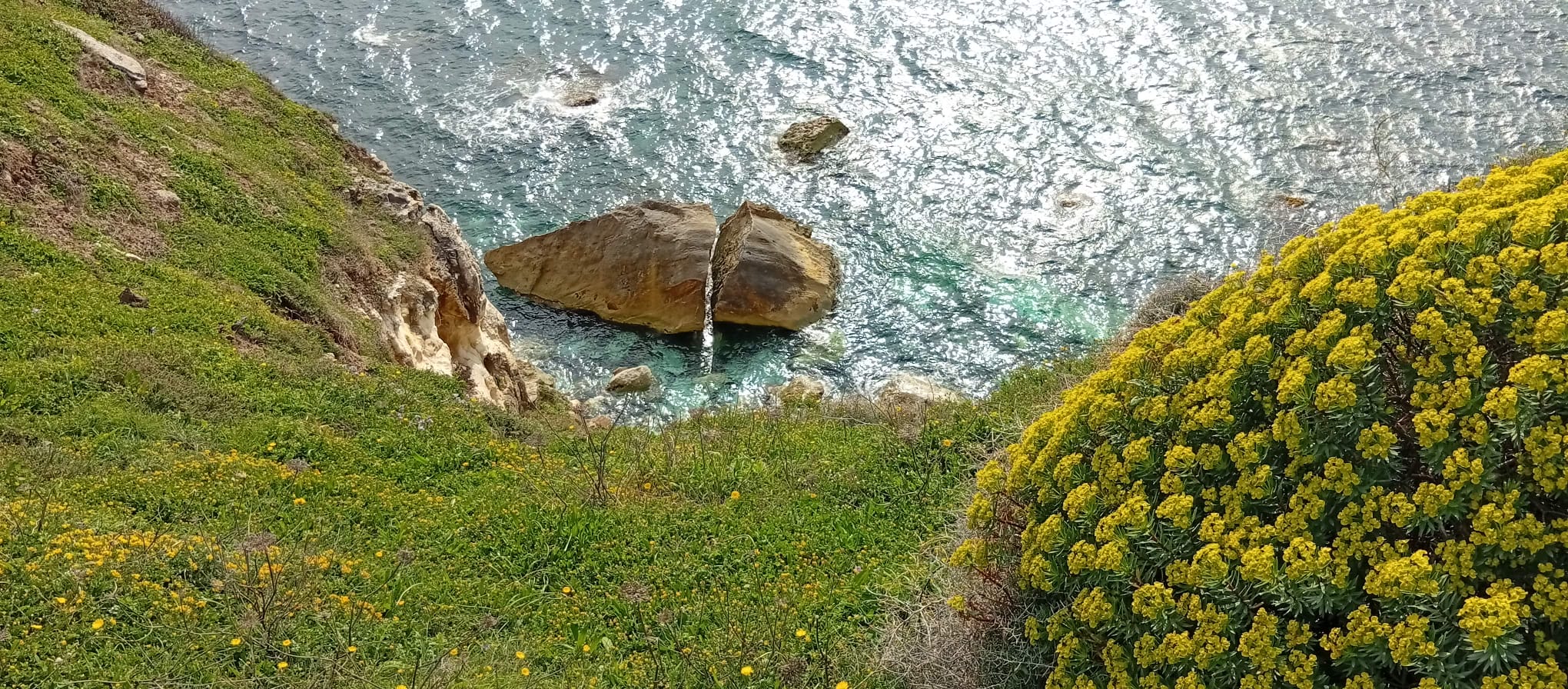 Sardegna località su coduleddu, santa caterina di pittinuri vista di scoglio spaccato con mare azzurro dall'alto di una scogliera, con bordo di erba e a destra cespuglio fiorito di euforbia