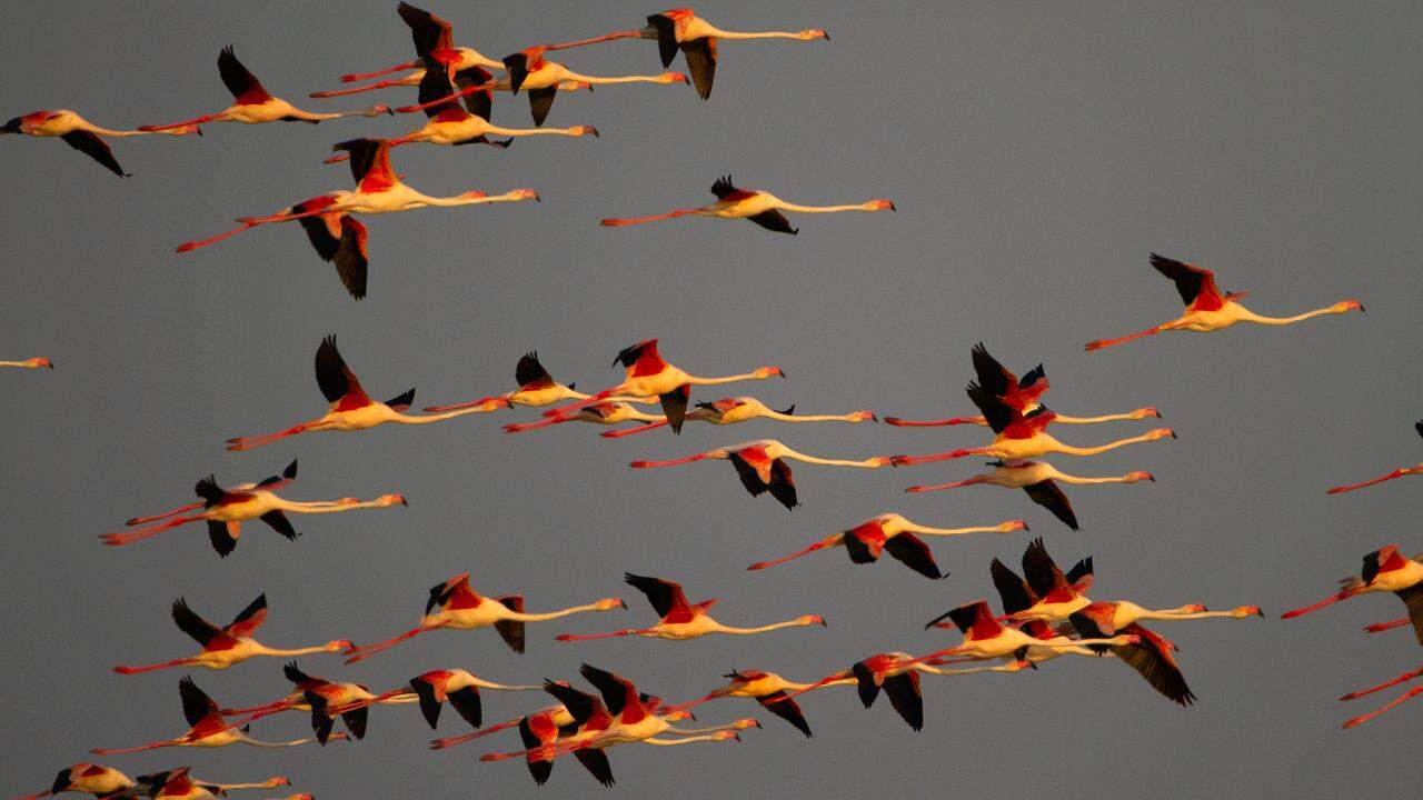 Fenicotteri in volo. sullo Stagno di Cabras. Uno spettaccolo che motiva pernottare a Cabras almeno 5 giorni