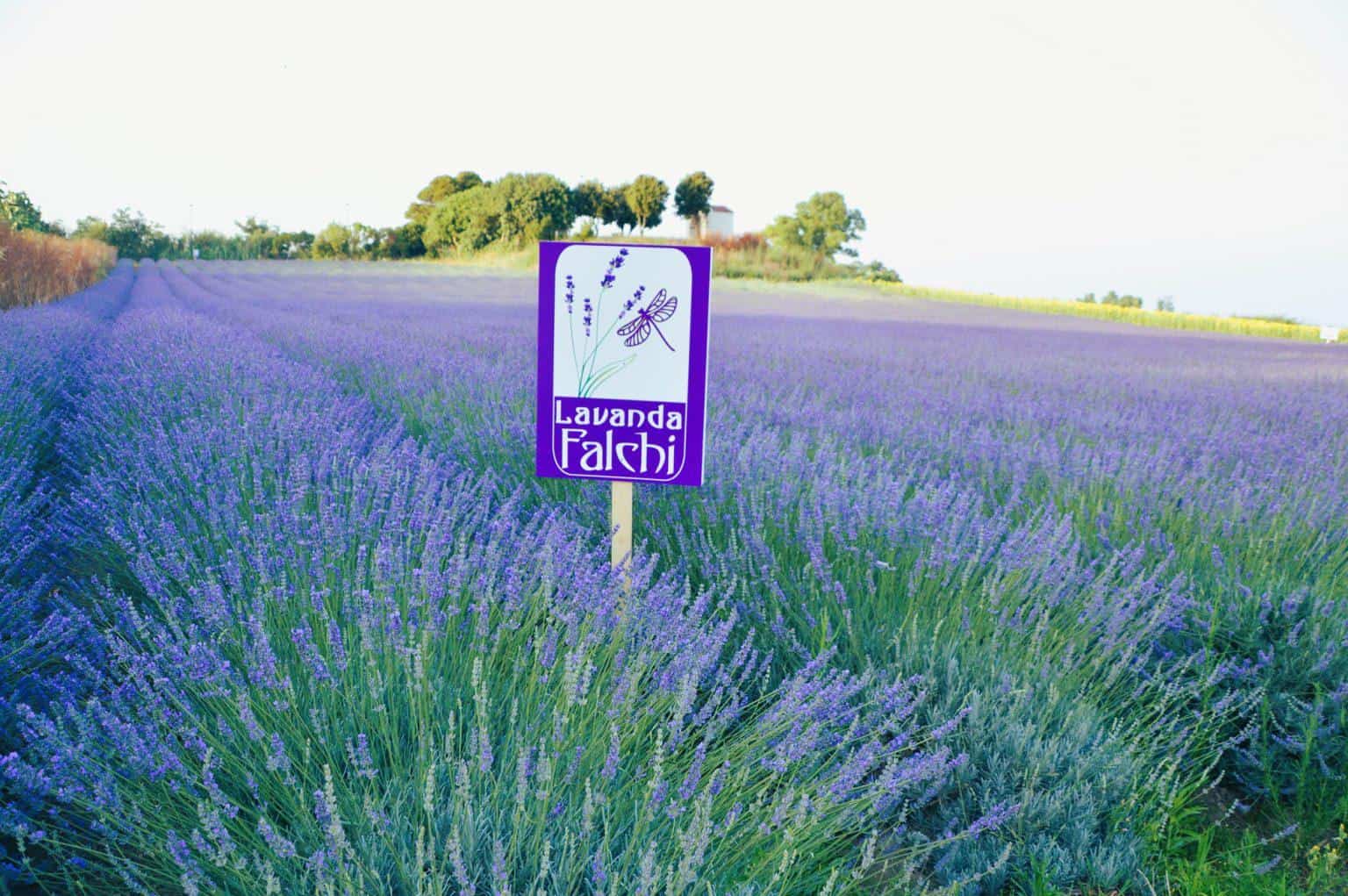 Campo di LAvanda Falchi 