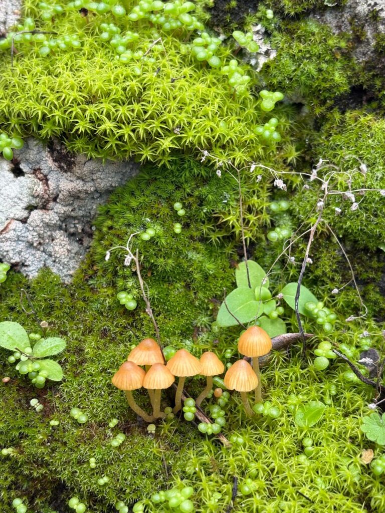 Funghi ed erbe invernali verdi di vari tipi e foglie