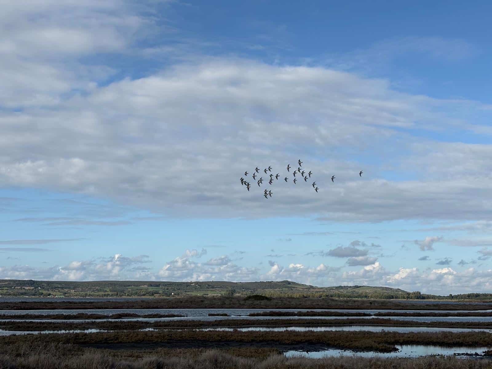 Fenicotteri alti in volo in formazione sulle pozze di acqua vicine allo stagno di Cabras