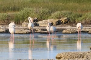 limolo-sostenibilità-2