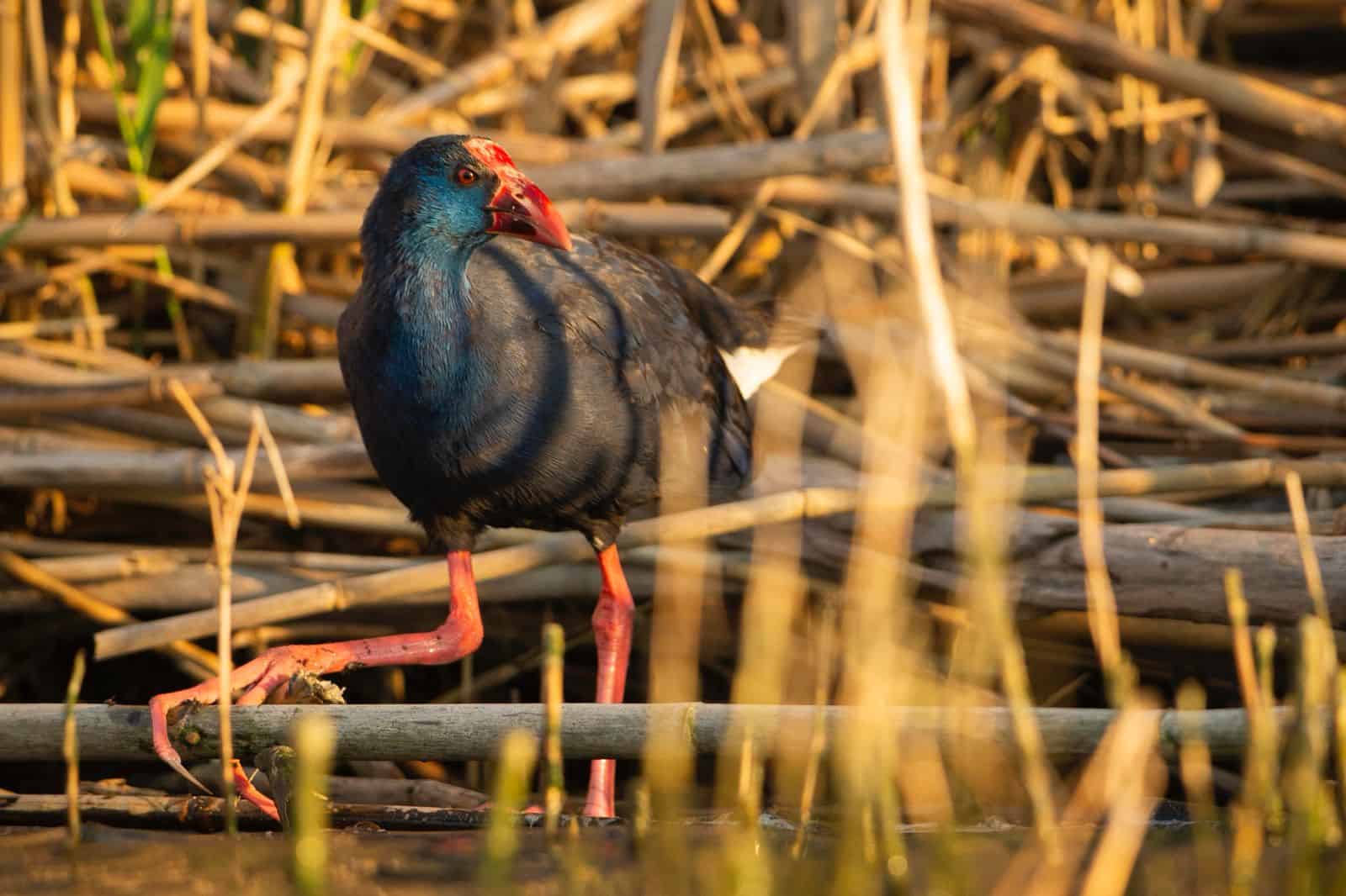 Giornata Mondiale delle Zone Umide in Sardegna 2025. Pollo Sultano. foto di Gabriele Espis
