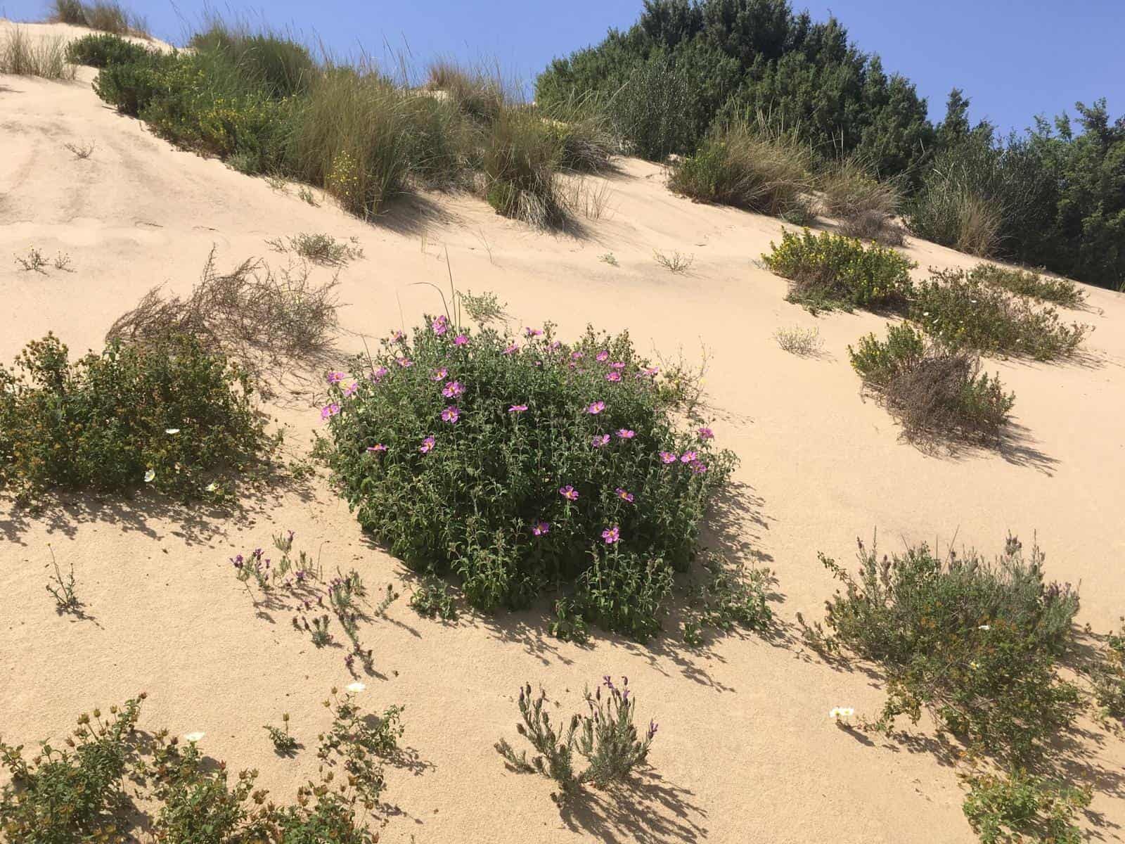 Dune di Piscinas, fioritura. Limolo House Turismo Lento