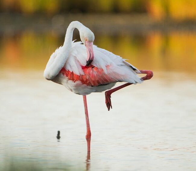 Fenicottero,. Scelto come testimone del perchè pernottare a Cabras almeno 5 giorni! a Limolo House