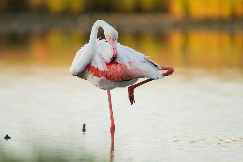 Fenicottero,. Scelto come testimone del perchè pernottare a Cabras almeno 5 giorni! a Limolo House