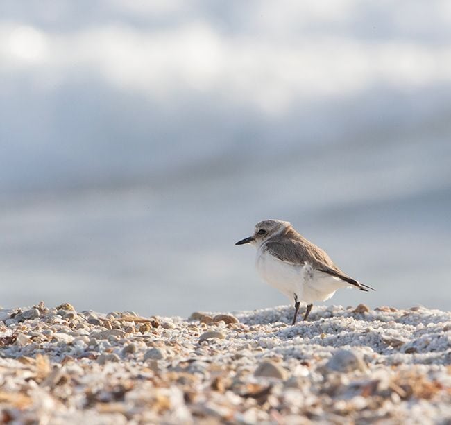 Fratino esemplare nelle spiagge del Sinis