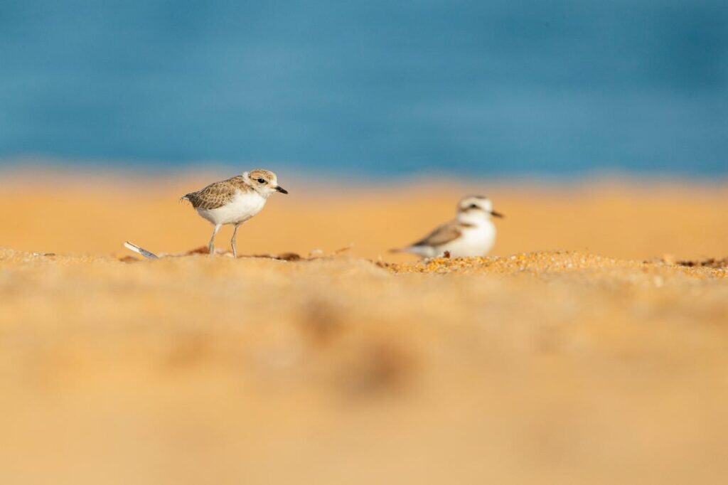 Copia di Fratini su una spiaggia in Costa Verde Gabriele Espis Fotografo Naturalistico
