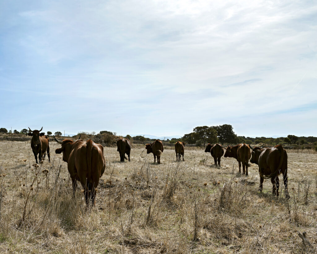 vacche sardo modicane nei paesaggi produttivi del Montiferru, fotografate da Davide Virdis