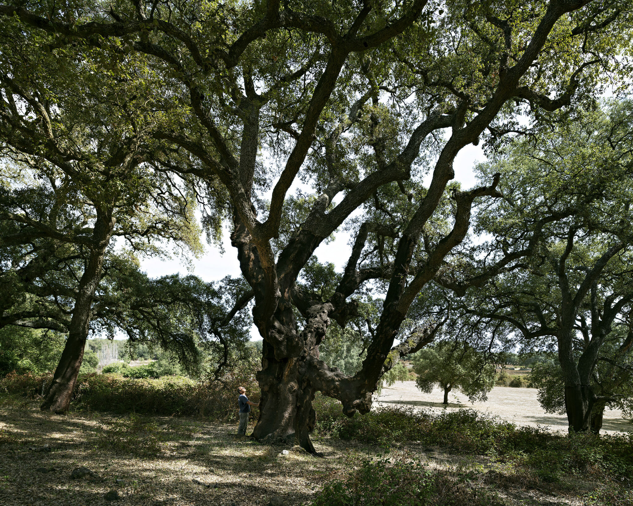 Lecceta nel Montiferru Fotografia Davide VIrdis