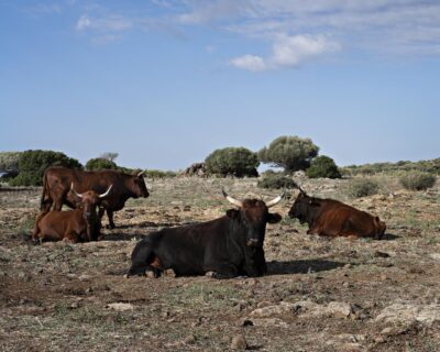 Toro razza sardo modicana nel Montiferru. Nello Sfonodo paesaggio produttivo tipico e altre vacche. Foto Davide Virdis